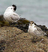 Sandwich Tern