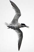 Sandwich Tern