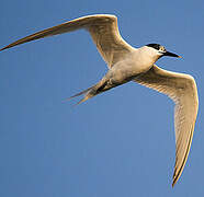 Sandwich Tern