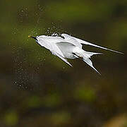 Sandwich Tern