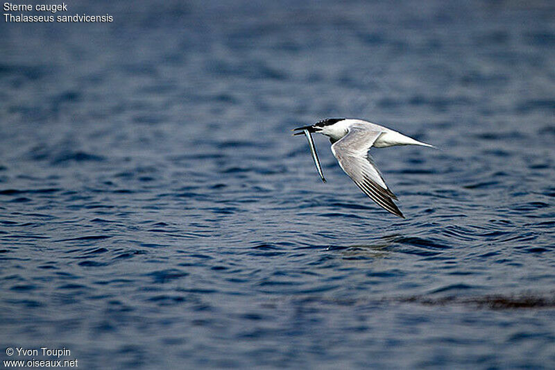 Sandwich Tern, identification, Flight, feeding habits, Behaviour