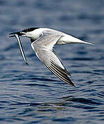 Sandwich Tern