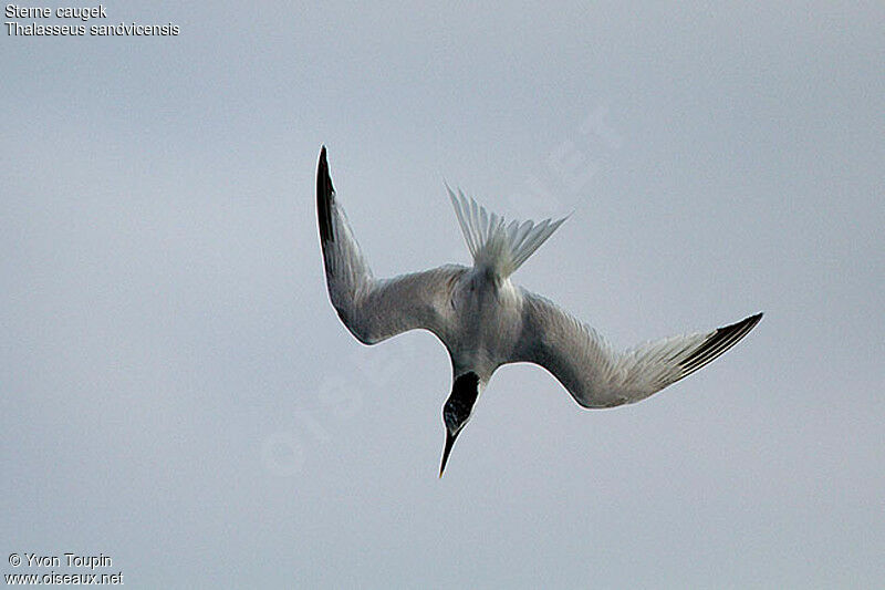 Sandwich Tern, identification, Flight, Behaviour