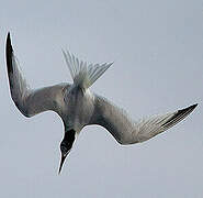 Sandwich Tern