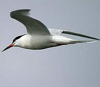 Roseate Tern