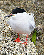 Roseate Tern