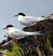 Roseate Tern