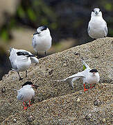 Roseate Tern