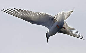 Common Tern