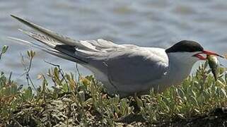 Common Tern