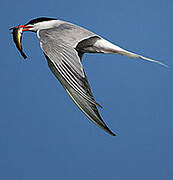 Common Tern