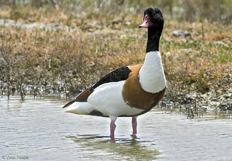 Common Shelduck