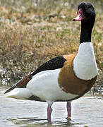 Common Shelduck