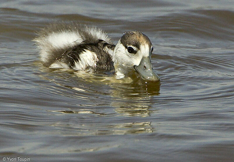 Common Shelduck