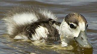 Common Shelduck