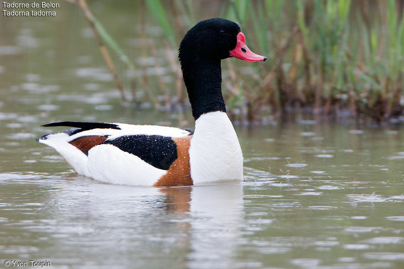 Common Shelduck male, identification