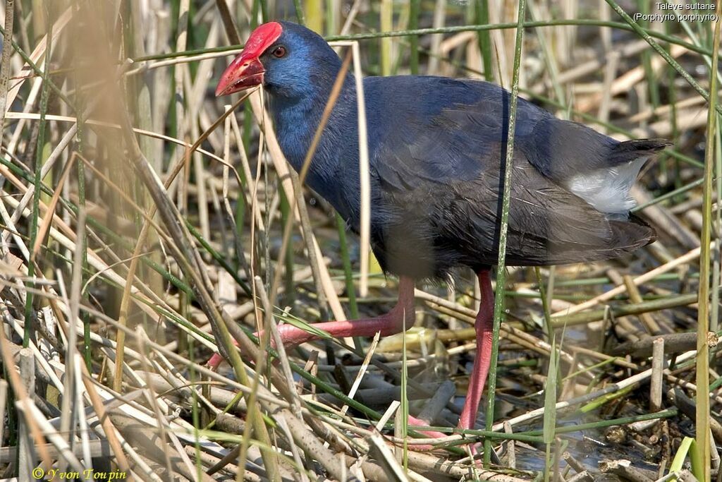 Western Swamphen, identification