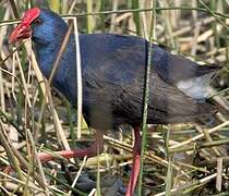 Western Swamphen