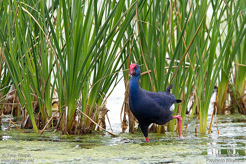 Western Swamphen, identification