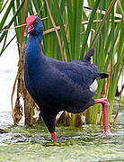 Western Swamphen