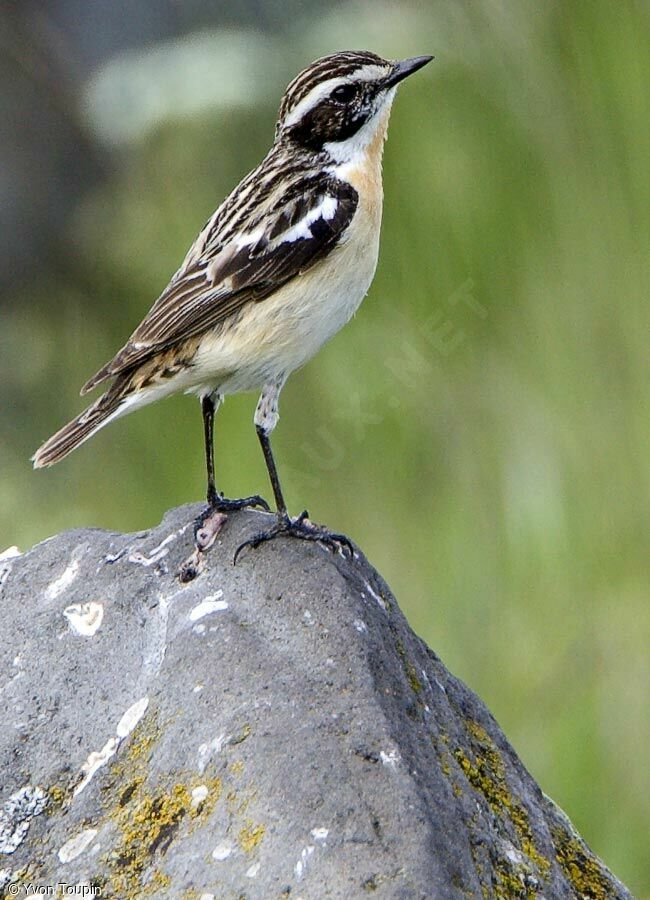 Tarier des prés, identification