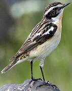 Whinchat