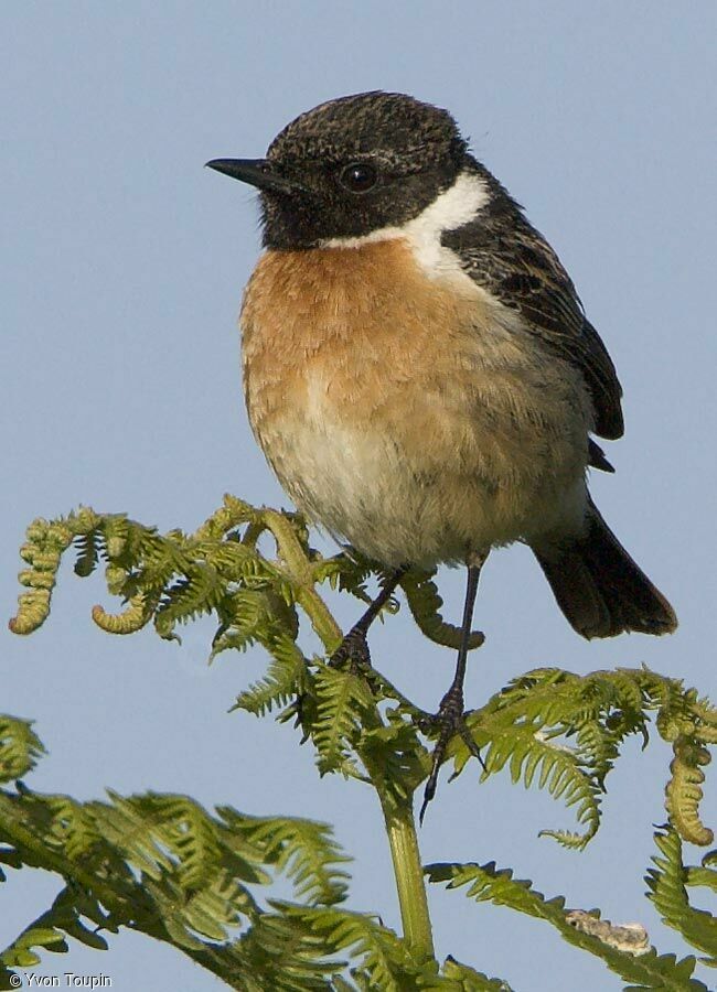 European Stonechat male