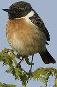 European Stonechat