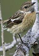 European Stonechat