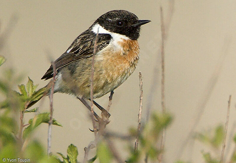 European Stonechat male, identification