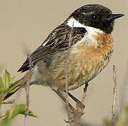 European Stonechat