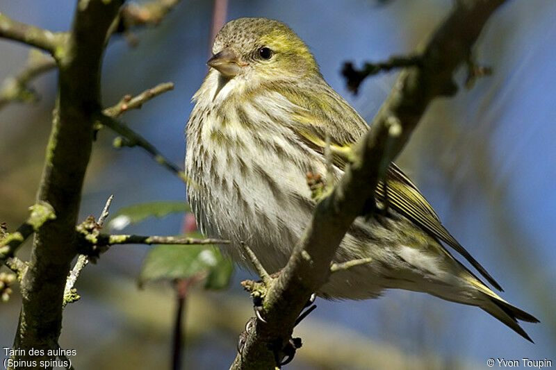 Eurasian Siskin female, identification