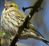 Eurasian Siskin