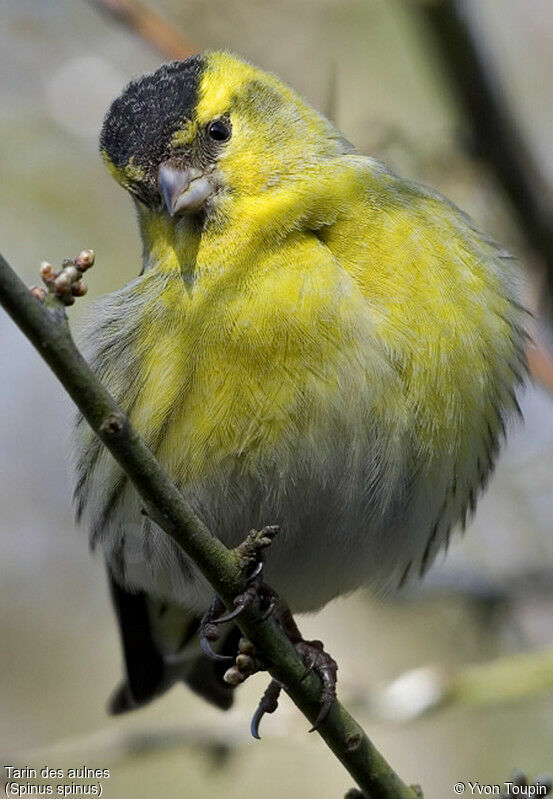 Eurasian Siskin, identification