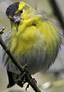 Eurasian Siskin