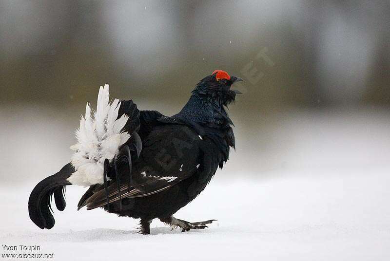 Black Grouse male adult breeding, identification