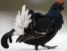 Black Grouse