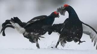 Black Grouse