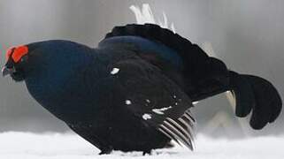 Black Grouse