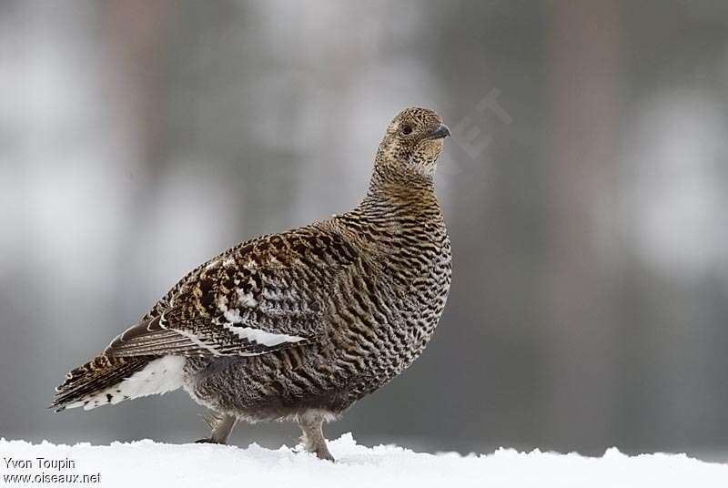 Black Grouse female adult breeding, identification