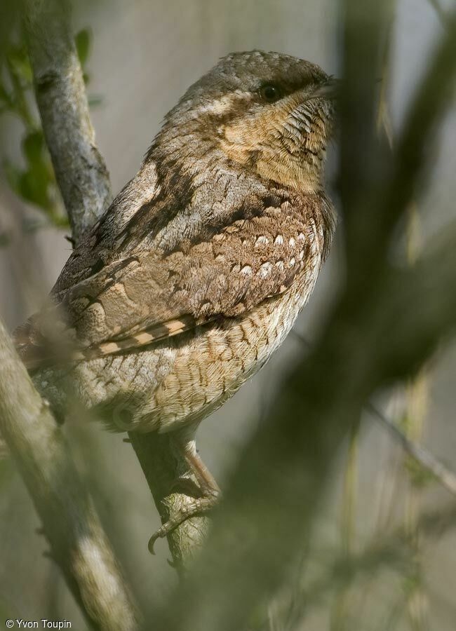 Eurasian Wryneck