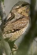 Eurasian Wryneck