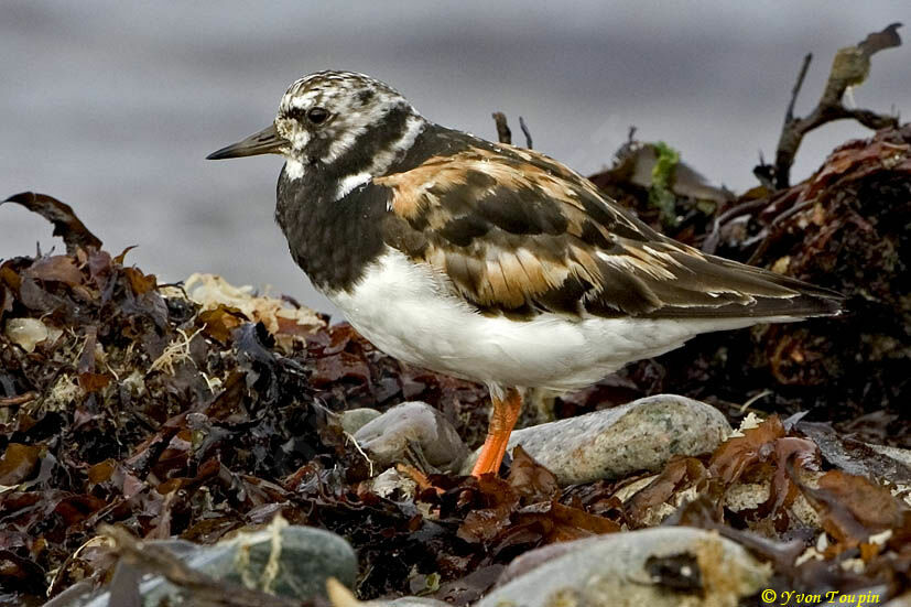 Tournepierre à collier, identification