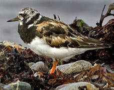 Ruddy Turnstone