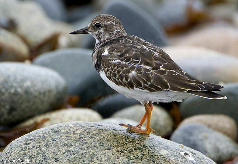 Tournepierre à collier, identification