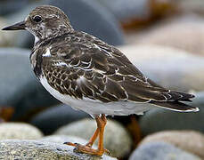 Ruddy Turnstone