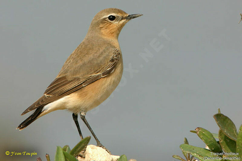 Traquet motteux femelle, identification