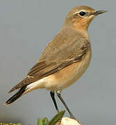 Northern Wheatear