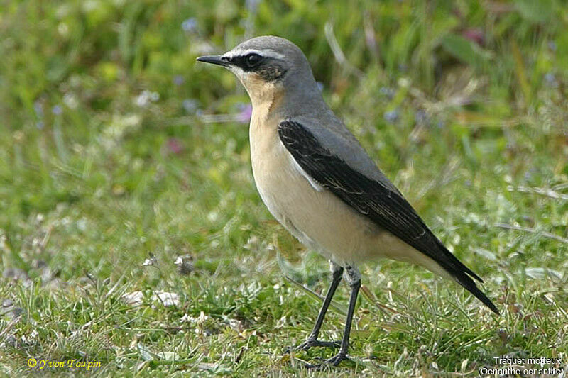 Northern Wheatear male