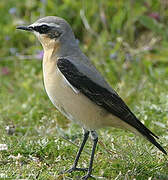 Northern Wheatear